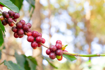 red coffee beans