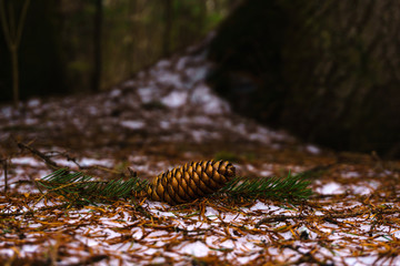 fir cone on the snow in the spring forest