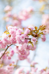 Spring Cherry Blossom Flowers