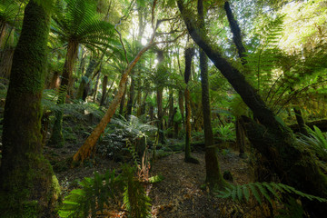 McLean Falls Walk New Zealand