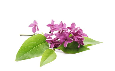 Purple lilac isolated on white background