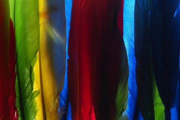 Photo of multi-colored feathers. Background image.