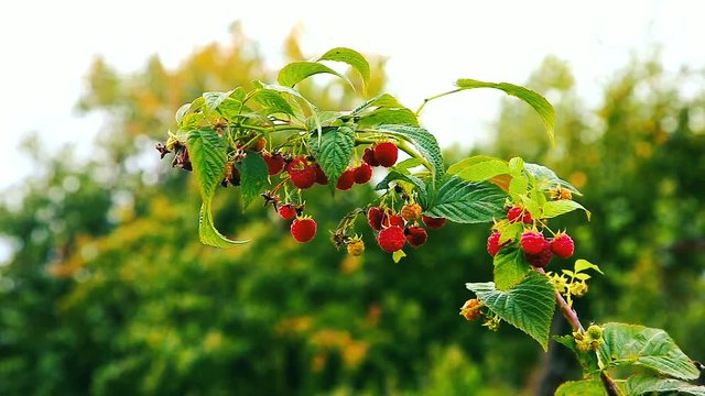 September branch of raspberry