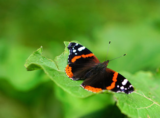 Obraz na płótnie Canvas Pomarańczowy motyl