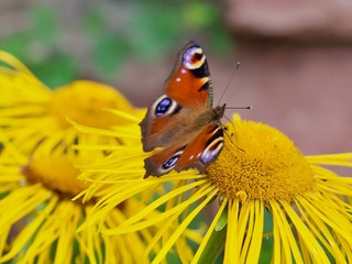 Macro of a peacock butterly on a yellow flower