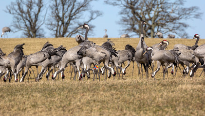 View to the cranes of the Lake Hornborga, Sweden