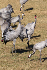 View to the cranes of the Lake Hornborga, Sweden
