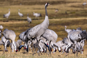 View to the cranes of the Lake Hornborga, Sweden