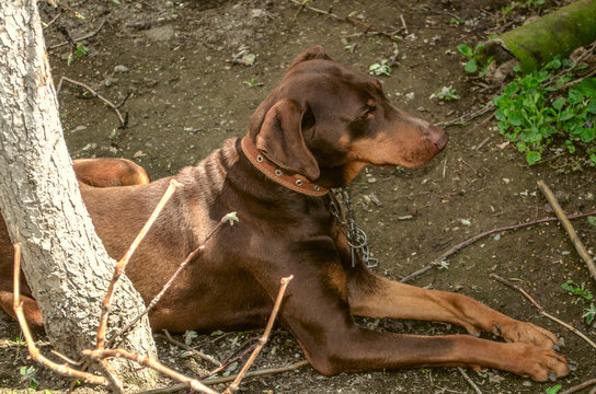 Young female brown Doberman with uncircumcised ears on a leash, lying in the garden on the ground near the tree trunk