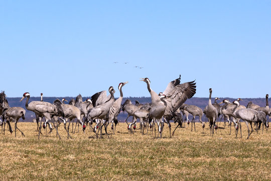 View to the cranes of the Lake Hornborga, Sweden