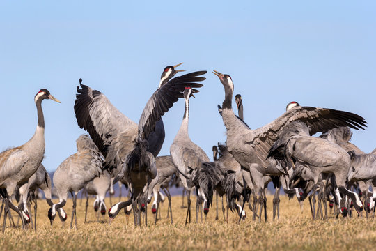 View to the cranes of the Lake Hornborga, Sweden