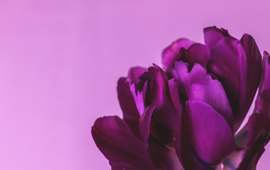 Fototapeta premium Dark purple tulip on a pink background