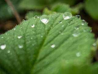 Macro shooting of leaves and shoots of strawberries in greenhouse. Shallow depth of field. Shooting in special macro lenses. Natural background. Dew drops on green leaves , natural light, round bokeh