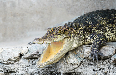 Crocodiles crouched on the floor