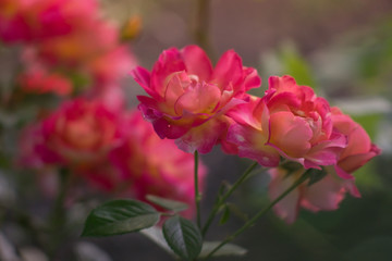 Obraz premium Pink roses bush with magical light in the summer garden.