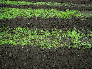 ditched garden beds for planting vegetables. brown dirt, soil