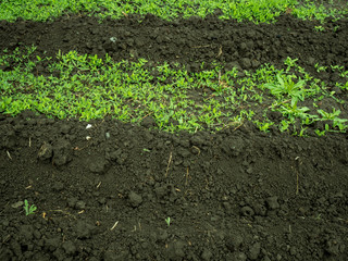 ditched garden beds for planting vegetables. brown dirt, soil