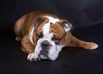 Pouty Bulldog
