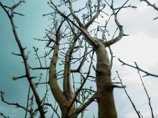 Fototapeta na wymiar Yellow brown tree branches against bright sky.