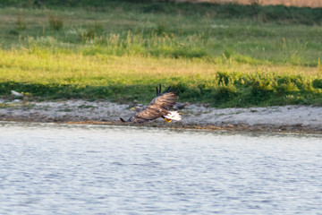 Seeadler