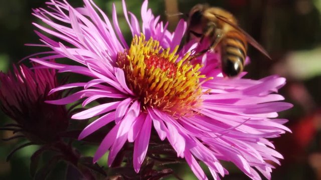 Bee working for honey on michaelmas daisy.