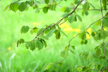 Die Blätter treiben aus - Frühlingsbeginn im Wald