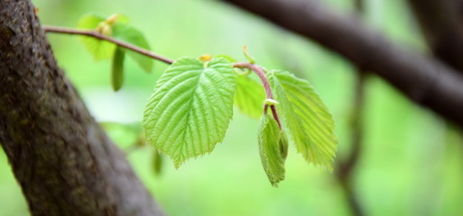 Frisches grünes Laub im Frühling - Laubbaum - Hintergrund