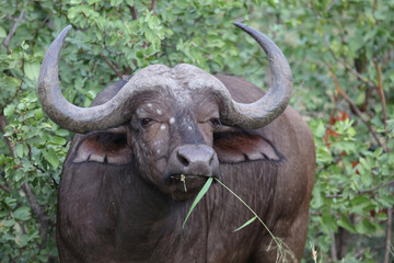 Kaffernbüffel / Buffalo / Syncerus caffer