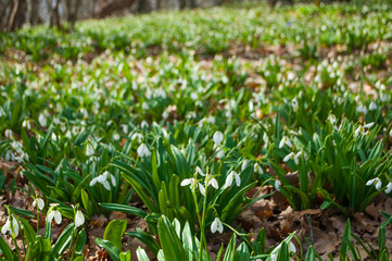 Beautiful spring flowers snowdrops in a forest.