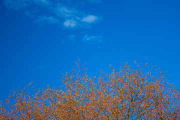 autumn tree and sky