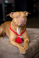 portrait of American pit bull Terrier dog red with a red collar brush on the neck sitting and lying in the Studio