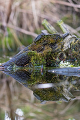 Totholz im Wasser1