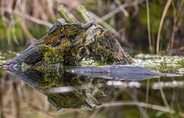Totholz im Wasser