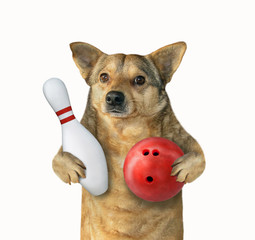 The dog player is holding a red bowling ball and a pin. White background. Isolated. - obrazy, fototapety, plakaty