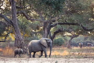 Elephant Family in Enchanted Forest