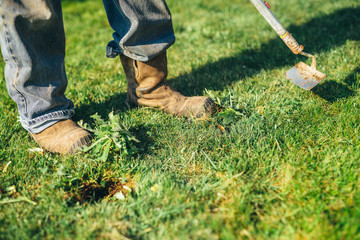 Gardener caring for removing weeds in the lawn