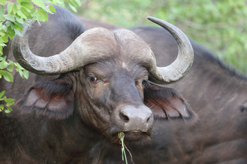 Naklejka premium Kaffernbüffel / Buffalo / Syncerus caffer