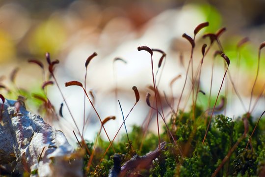 moss sporophytes lean to the spring sun, natural mess background texture, shallow depth of field, bright bokeh