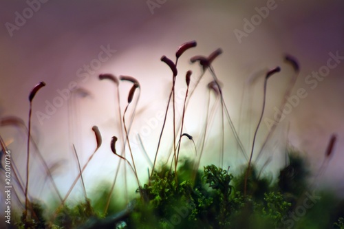 Moss Sporophyte Silhouettes Lean To The Spring Sun Natural