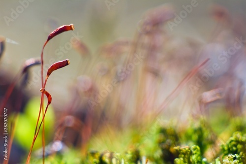 Moss Sporophytes In The Spring Sun Natural Colorful