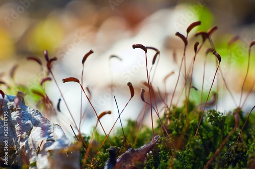 Moss Sporophyte Silhouettes Lean To The Spring Sun Natural