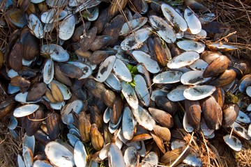 empty shells of bivalve molluscs form a pattern, lying on ground, early spring sunny morning, destruction of nature, ecology problem surface background