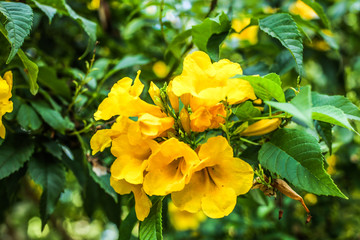 yellow flowers on a tropical tree