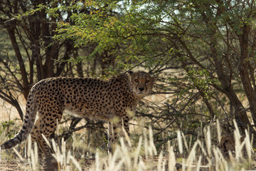 Cheetah in africa