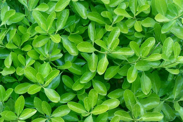 Fototapeta na wymiar green leaf texture for background