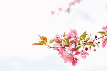 A single spring bough of pink apple blossoms with a second faint bough in the background against a clear spring sky with just a hint of blue