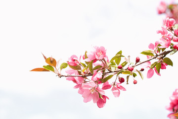 A close up of the end of a bough or branch of pink apple blossoms against a clear spring sky