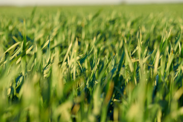 Young sprouts are on the field. Green grass closeup.