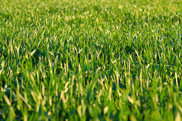 Young sprouts are on the field. Green grass closeup.