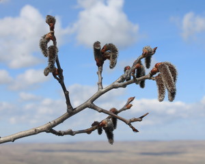 aspen buds